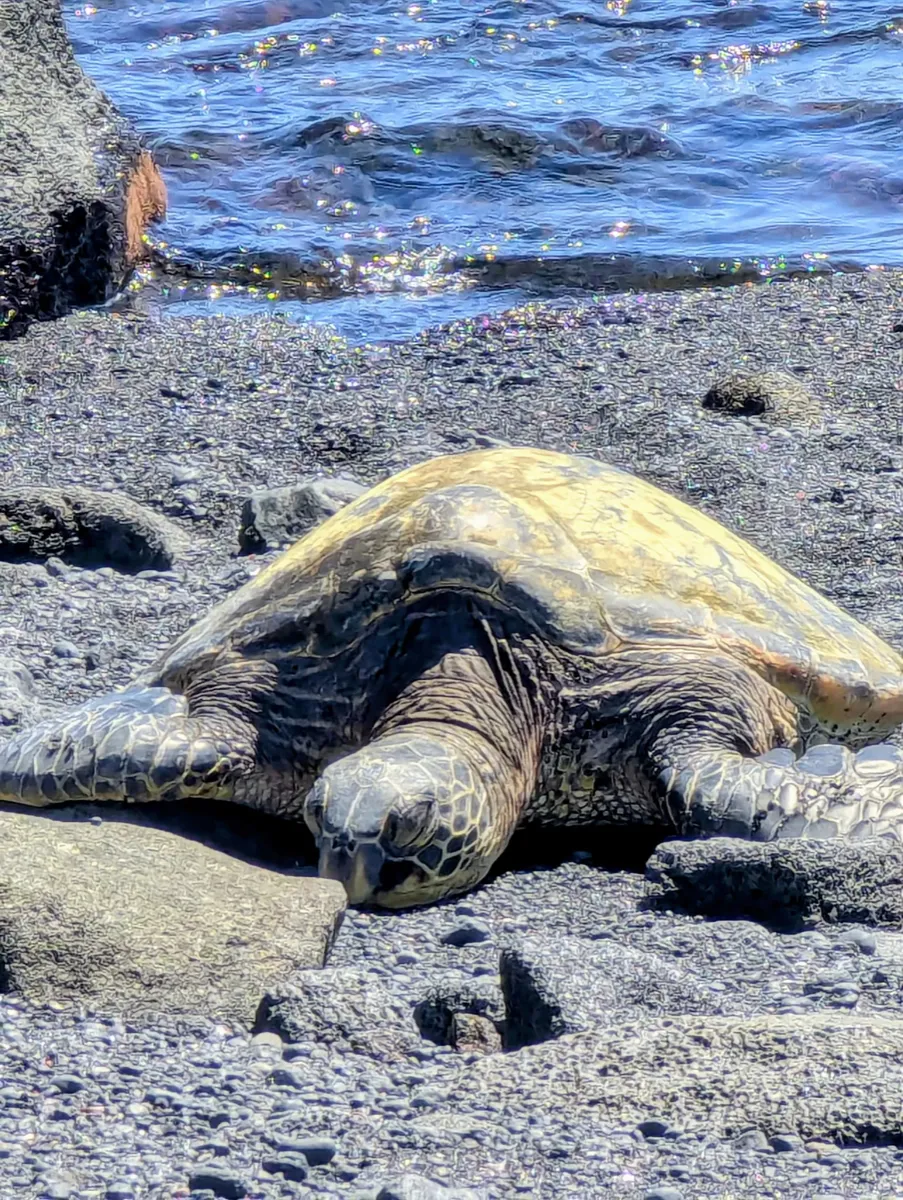 Sea turtle resting on a Hawaiian beach
