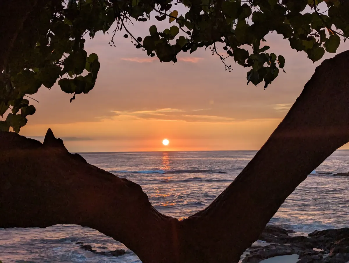 Sunset over the ocean framed by tree branches