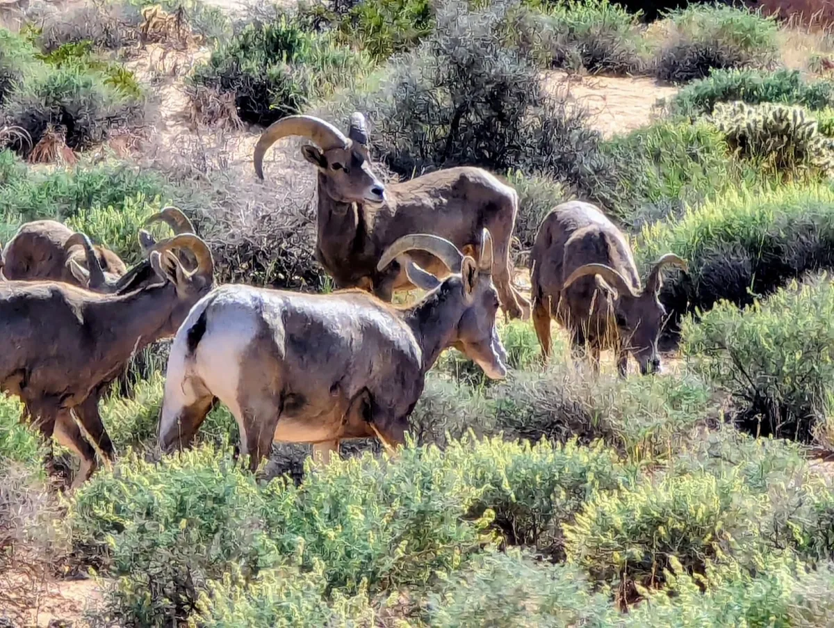 Bighorn sheep grazing in the wild
