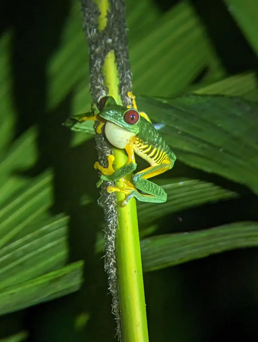 Red-eyed tree frog on a tropical plant