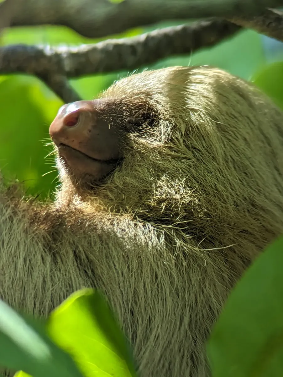 Sloth resting in a tropical tree
