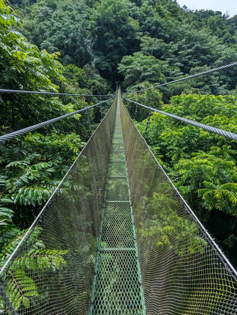 Suspension bridge through a lush tropical canopy